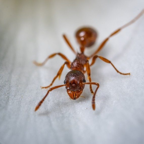 Field Ants, Pest Control in Holborn, Strand, Covent Garden, WC2. Call Now! 020 8166 9746
