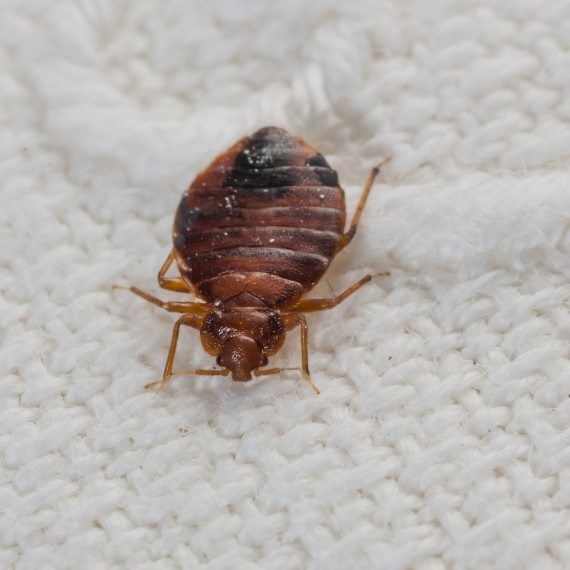 Bed Bugs, Pest Control in Holborn, Strand, Covent Garden, WC2. Call Now! 020 8166 9746