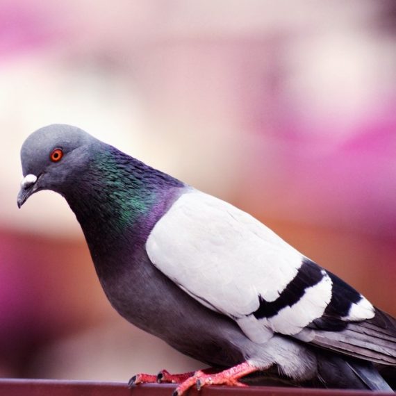Birds, Pest Control in Holborn, Strand, Covent Garden, WC2. Call Now! 020 8166 9746