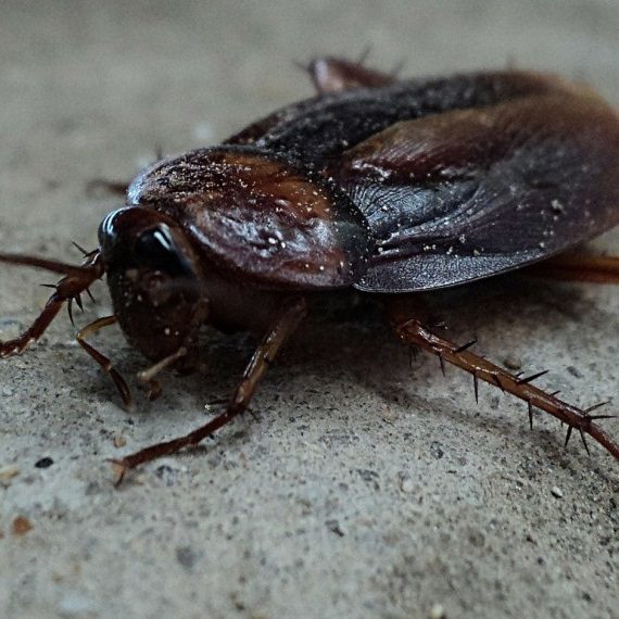 Cockroaches, Pest Control in Holborn, Strand, Covent Garden, WC2. Call Now! 020 8166 9746