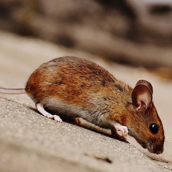 Mice, Pest Control in Holborn, Strand, Covent Garden, WC2. Call Now! 020 8166 9746