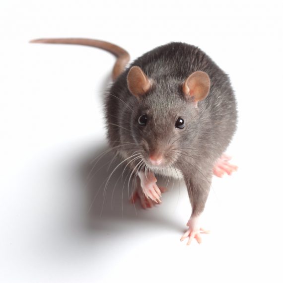 Rats, Pest Control in Holborn, Strand, Covent Garden, WC2. Call Now! 020 8166 9746