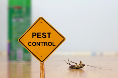 Pest Contol in Holborn, Strand, Covent Garden, WC2. Call Now 020 8166 9746