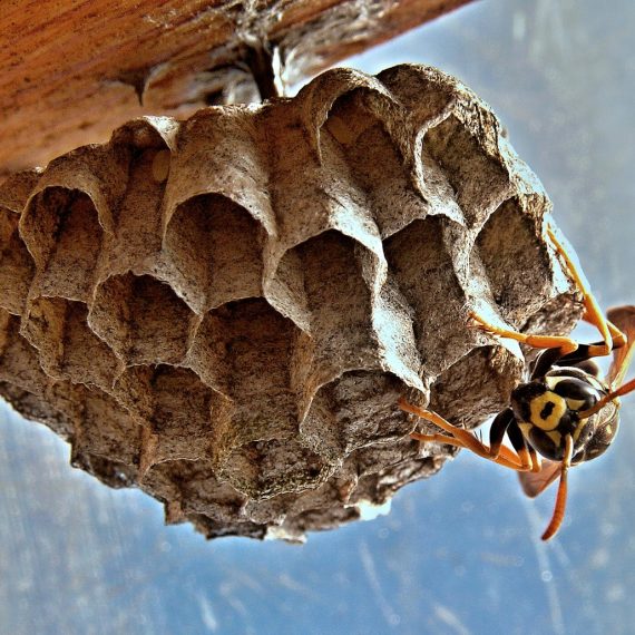 Wasps Nest, Pest Control in Holborn, Strand, Covent Garden, WC2. Call Now! 020 8166 9746