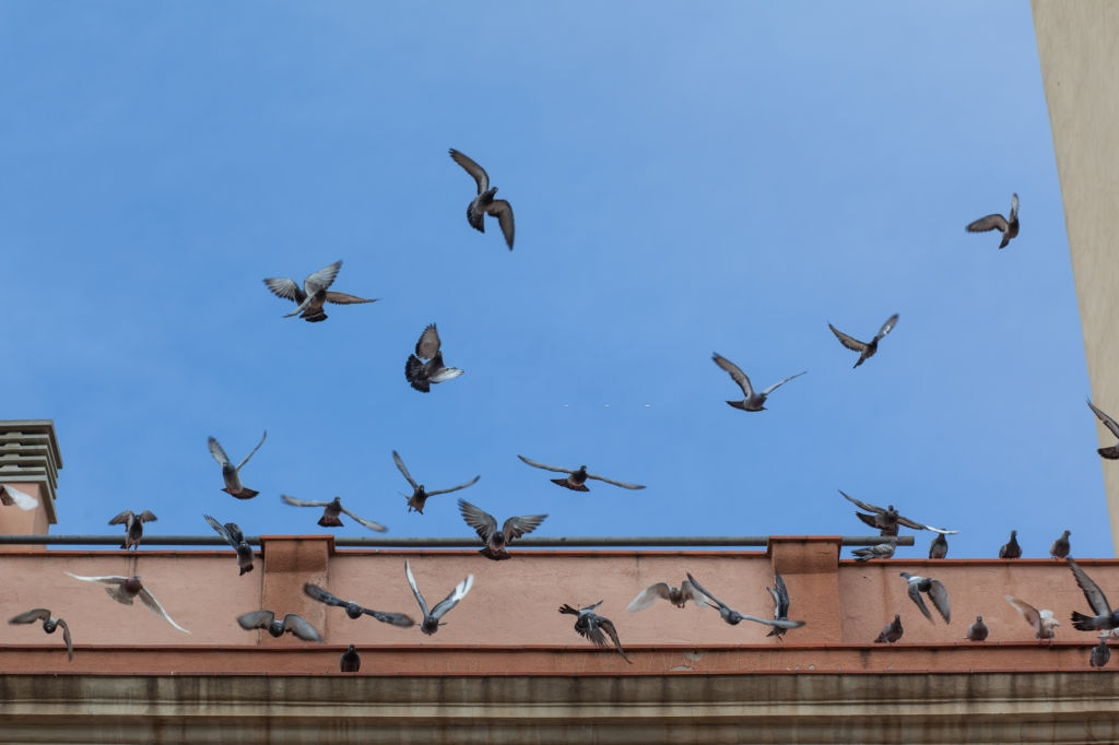 Pigeon Pest, Pest Control in Holborn, Strand, Covent Garden, WC2. Call Now 020 8166 9746