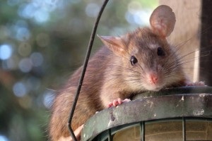 Rat Infestation, Pest Control in Holborn, Strand, Covent Garden, WC2. Call Now 020 8166 9746