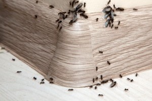Ant Control, Pest Control in Holborn, Strand, Covent Garden, WC2. Call Now 020 8166 9746