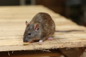 Rodent Control, Pest Control in Holborn, Strand, Covent Garden, WC2. Call Now 020 8166 9746