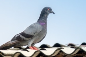 Pigeon Pest, Pest Control in Holborn, Strand, Covent Garden, WC2. Call Now 020 8166 9746